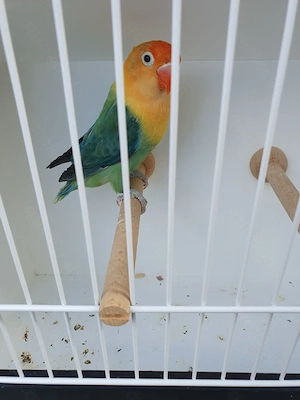 Pfirsichköpfchenhahn Yellowface Grün Opaline