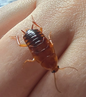 Schaben zu verkaufen