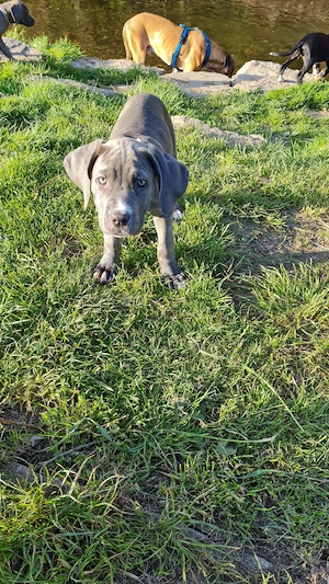 Cane corso American XL Bully 