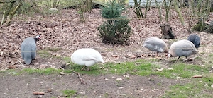 Bruteier perlhühner. 