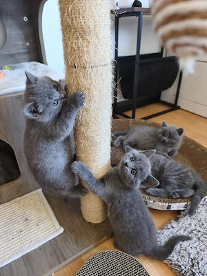 Kitten Britisch Kurzhaar BKH