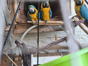 Gelbbrust Ara Papageien Paar an gute Hände abzugeben Bild 3