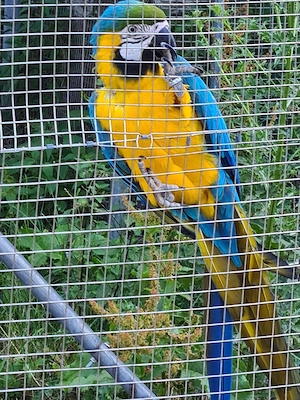 Gelbbrust Ara Papageien Paar an gute Hände abzugeben Bild 7