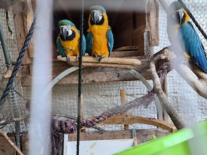 Gelbbrust Ara Papageien Paar an gute Hände abzugeben Bild 2