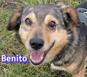 Benito, 01 19 - möchte gern bei Lanka bleiben