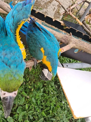 Gelbbrust Ara Papageien Paar an gute Hände abzugeben Bild 6