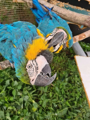 Gelbbrust Ara Papageien Paar an gute Hände abzugeben Bild 5