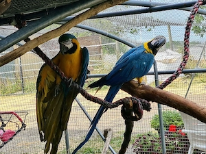 Gelbbrust Ara Papageien Paar an gute Hände abzugeben Bild 4