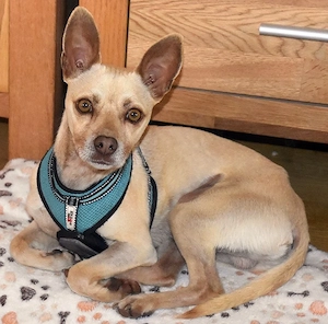 Thor - sanfter Mischling sucht sein Für-Immer-Körbchen