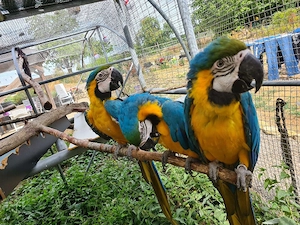 Gelbbrust Ara Papageien Paar an gute Hände abzugeben Bild 9
