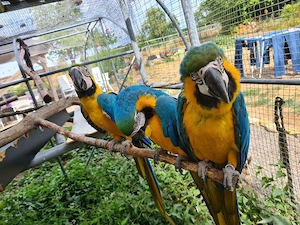 Gelbbrust Ara Papageien Paar an gute Hände abzugeben Bild 8