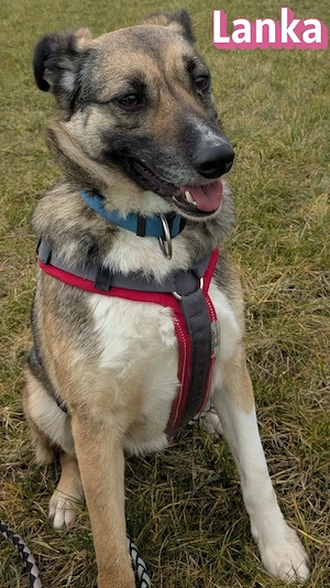 Lanka, 01 22 - möchte gern bei Benito bleiben