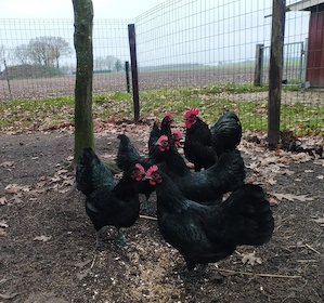 Bruteier Zwerg Australorps. 