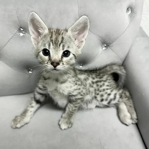 Wunderschöne F1-Savannah-Kätzchen