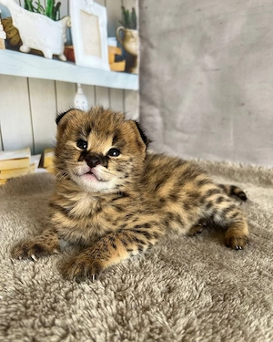 Wunderschöne F1-Savannah-Kätzchen