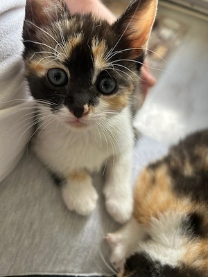 Süße Schildpatt-Kätzchen suchen ein liebevolles Zuhause