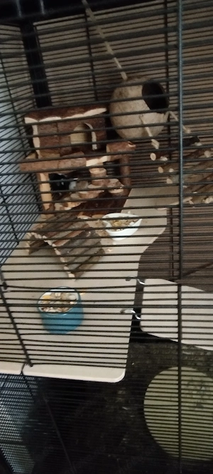 5 Farbmäuse abzugeben.