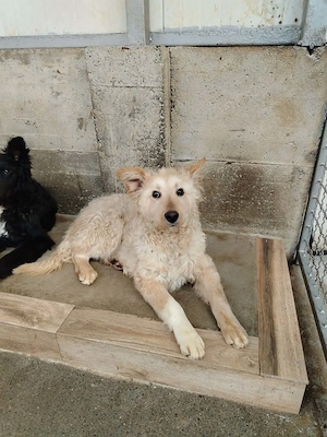 Freundlicher kroatischer Schäferhund Luca sucht seine Familie Bild 4