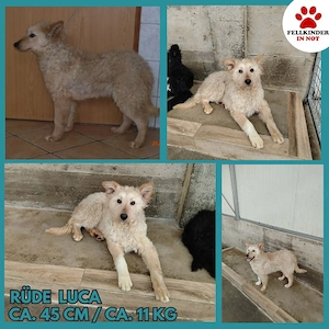 Freundlicher kroatischer Schäferhund Luca sucht seine Familie Bild 5
