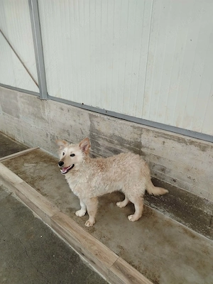 Freundlicher kroatischer Schäferhund Luca sucht seine Familie Bild 3
