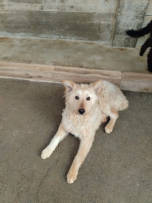 Freundlicher kroatischer Schäferhund Luca sucht seine Familie Bild 2