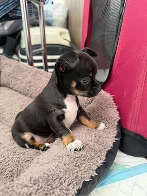 Chihuahua Mädchen