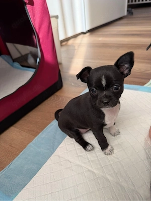 Chihuahua Welpen