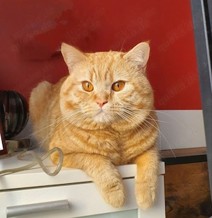 BKH Deckkater in Rot-Tabby, auf Erbkrankheiten negativ getestet, beglücklicht rollige Katzendamen