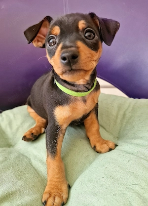 Zwergpinscher Welpe (Rüden)  nur einer ist verfügbar 