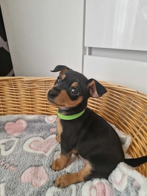 Zwergpinscher Welpe (Rüden)  nur einer ist verfügbar 