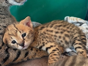 Wunderschöne F1-Savannah-Kätzchen