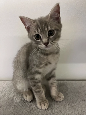 Kitten , mix aus Britischkurzhaar und Siam 