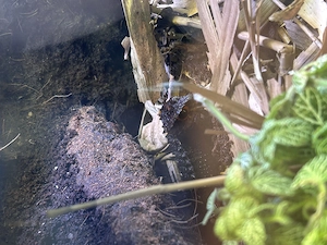 Tribolonotus gracilis Rotaugen-Buschkrokodil