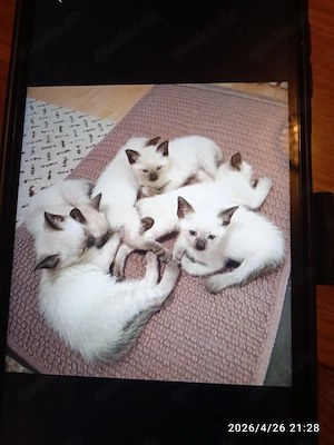 Reinrassige Siam Kitten 