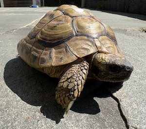 Männliche Griechische Landschildkröte Testudo Hermanni Boettgeri, Jahrgang 2003 abzugeben