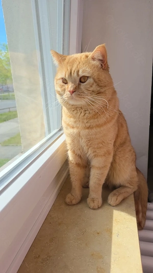 BKH Deckkater in Rot-Tabby, auf Erbkrankheiten negativ getestet, beglücklicht rollige Katzendamen