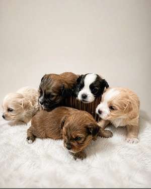 havanese malteser welpen 