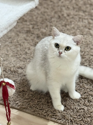 Wunderschöne Britisch Kurzhaar Katze sucht liebevolles Zuhause 