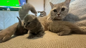 Bkh Blue Mittelhaar und Blue Tabby Kurzhaar 