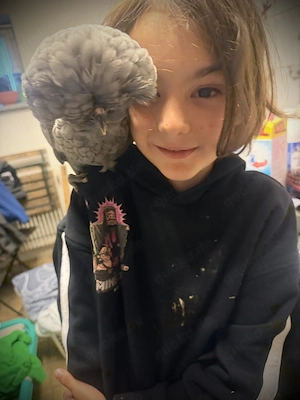 Gesucht! Zwerg Paduaner Hühner