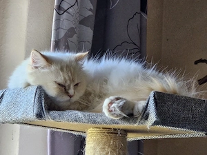 Perserkatze Shiva (4 Jahre) sucht neues Zuhause   