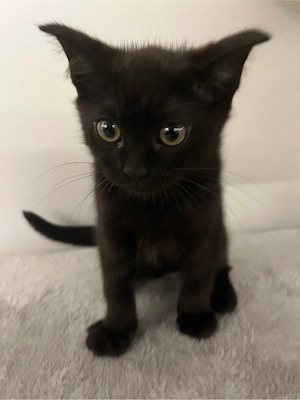 Kitten , Mix aus Britischkurzhaar und Siam 