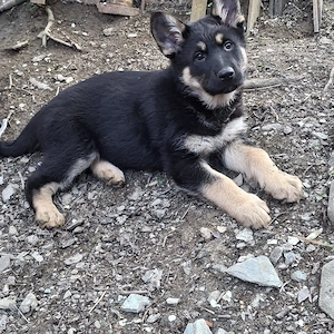 Zauberhafter Rüde sucht aktives für immer Zuhause 