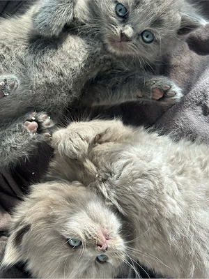 Kleine BLH Bkh Mäuse suchen ein neues Zuhause 