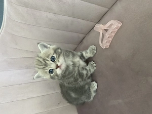 BKH Kitten von odded eyed Mama 