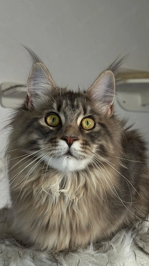 Wunderschönes Maine Coon Mädchen sucht liebevolles Zuhause