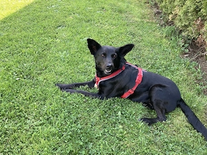 Roxy, geb. Jan, 2024, kastriert