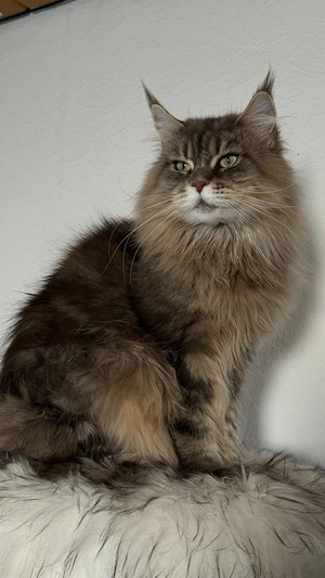 Wunderschönes Maine Coon Mädchen sucht neues Zuhause