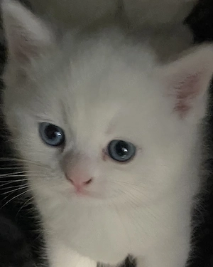 BKH Kitten von odded eyed Mama 