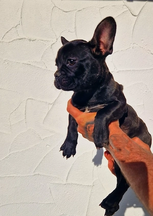 Französische Bulldogge Mädchen Abgabebereit